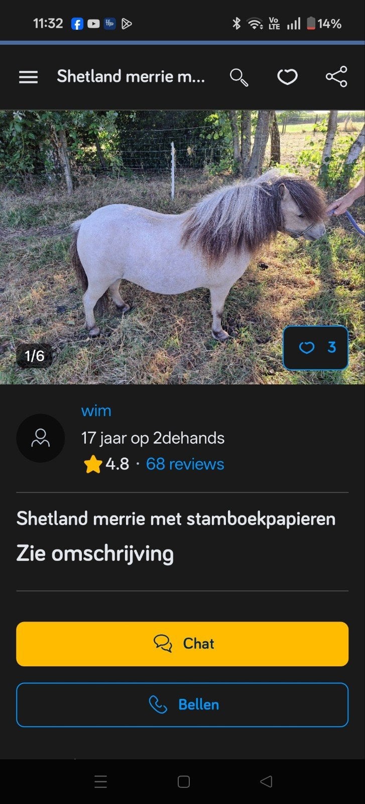 4 jarige Belgisch stamboek Shetland merrie