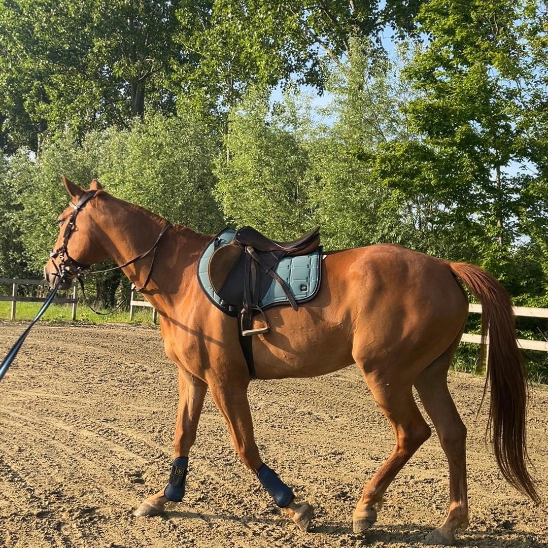 paard te koop, Dieren en Toebehoren