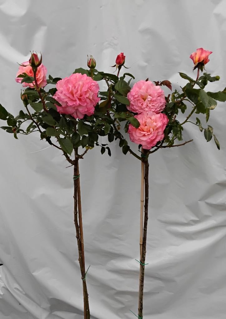 Stamrozen Diverse geurende stamrozen, Tuin en Terras, Planten | Tuinplanten, Vaste plant, Overige soorten, Volle zon, Zomer, Ophalen