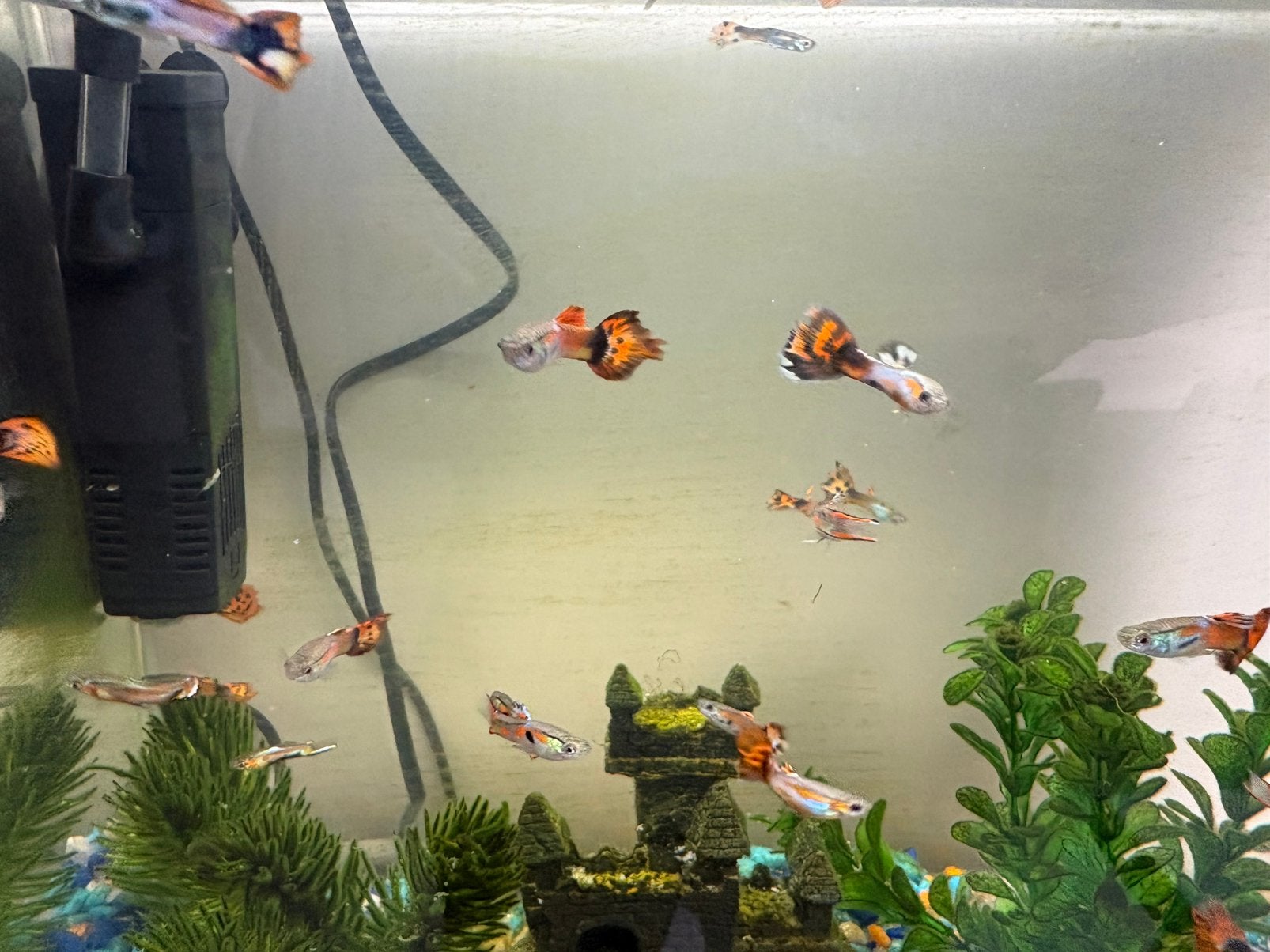 Guppy’s man, Tickets en Kaartjes
