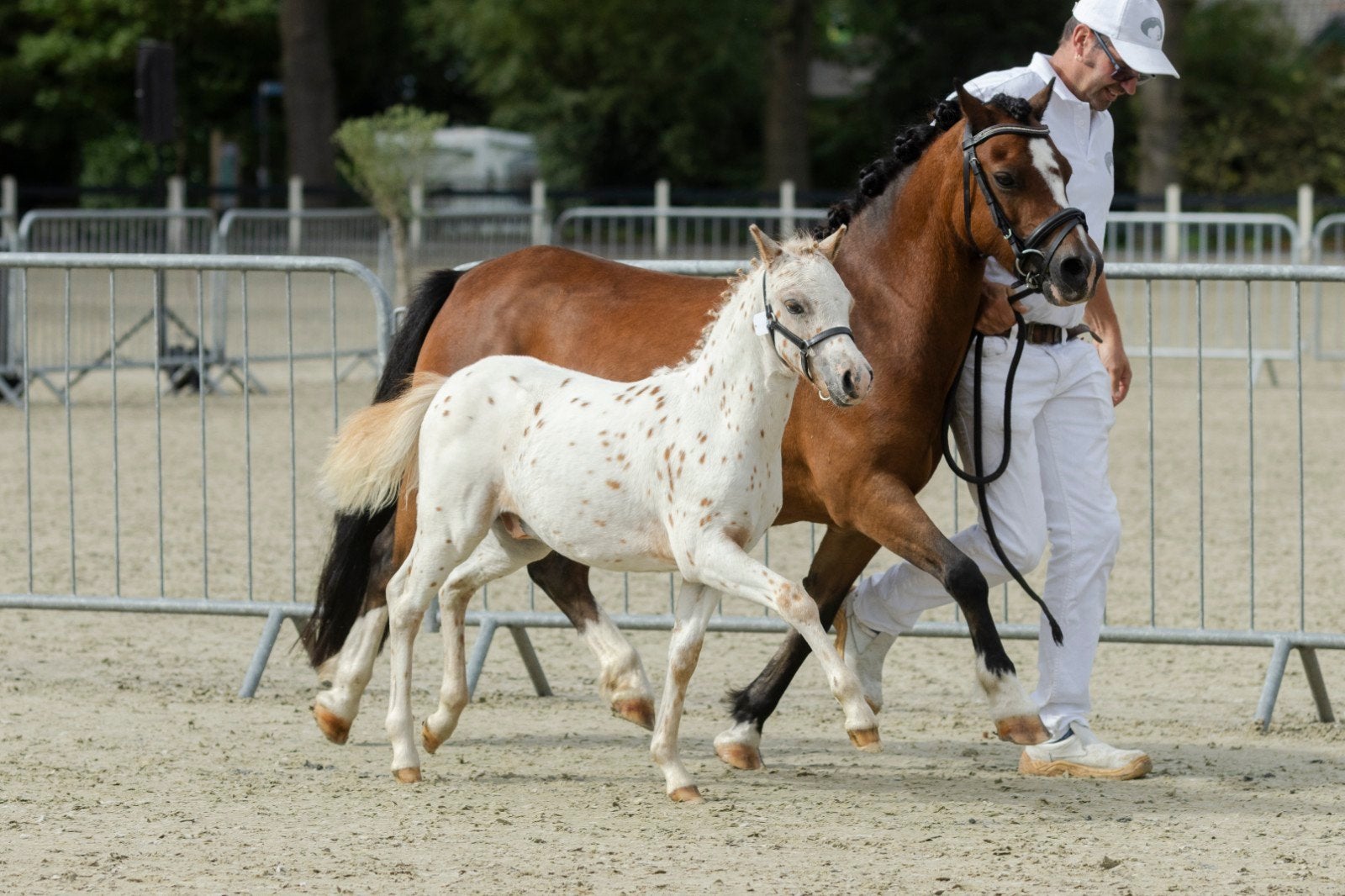 diverse NAS veulens, Dieren en Toebehoren, Met stamboom, 0 tot 2 jaar, Hengst, B pony (1.17m tot 1.27m)
