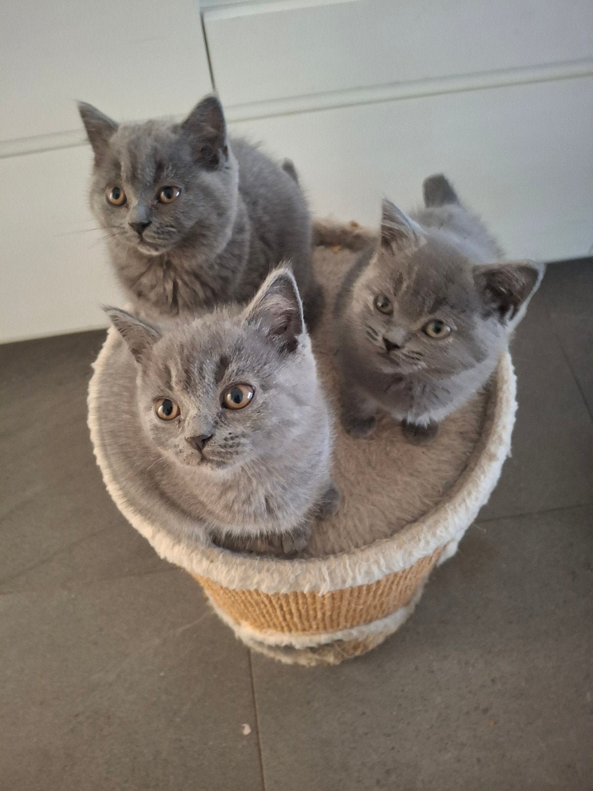 Brits korthaar kittens, Dieren en Toebehoren, Meerdere dieren, Gechipt, 0 tot 2 jaar