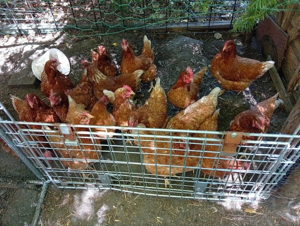 Poules pondeuses