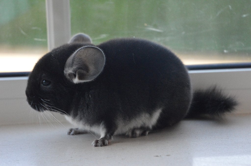 chinchilla vrouwtjes, Animaux & Accessoires, Chinchilla, Mars, Domestique, Femelle