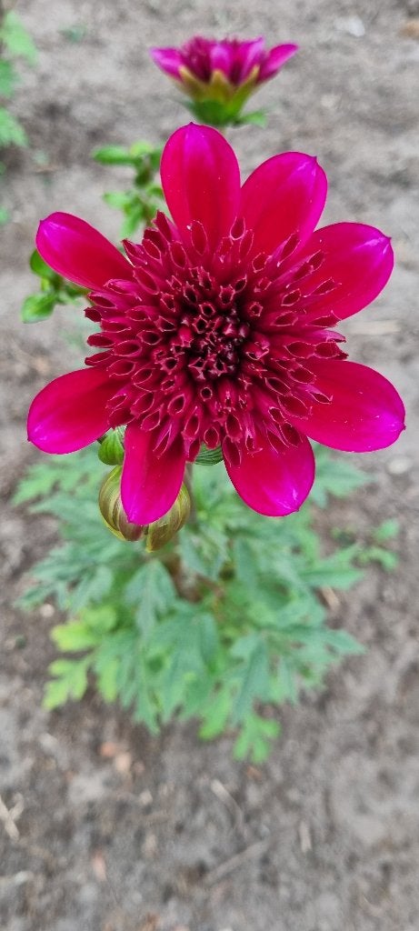 Dahlia rockstar, Tuin en Terras, Ophalen of Verzenden, Voorjaar, Volle zon, Knol
