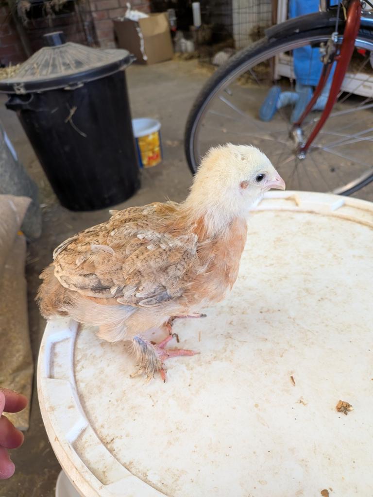 Brahma kuikens, Geslacht onbekend
