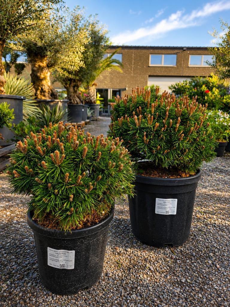 Pinus Mugo Benjamin, Ophalen