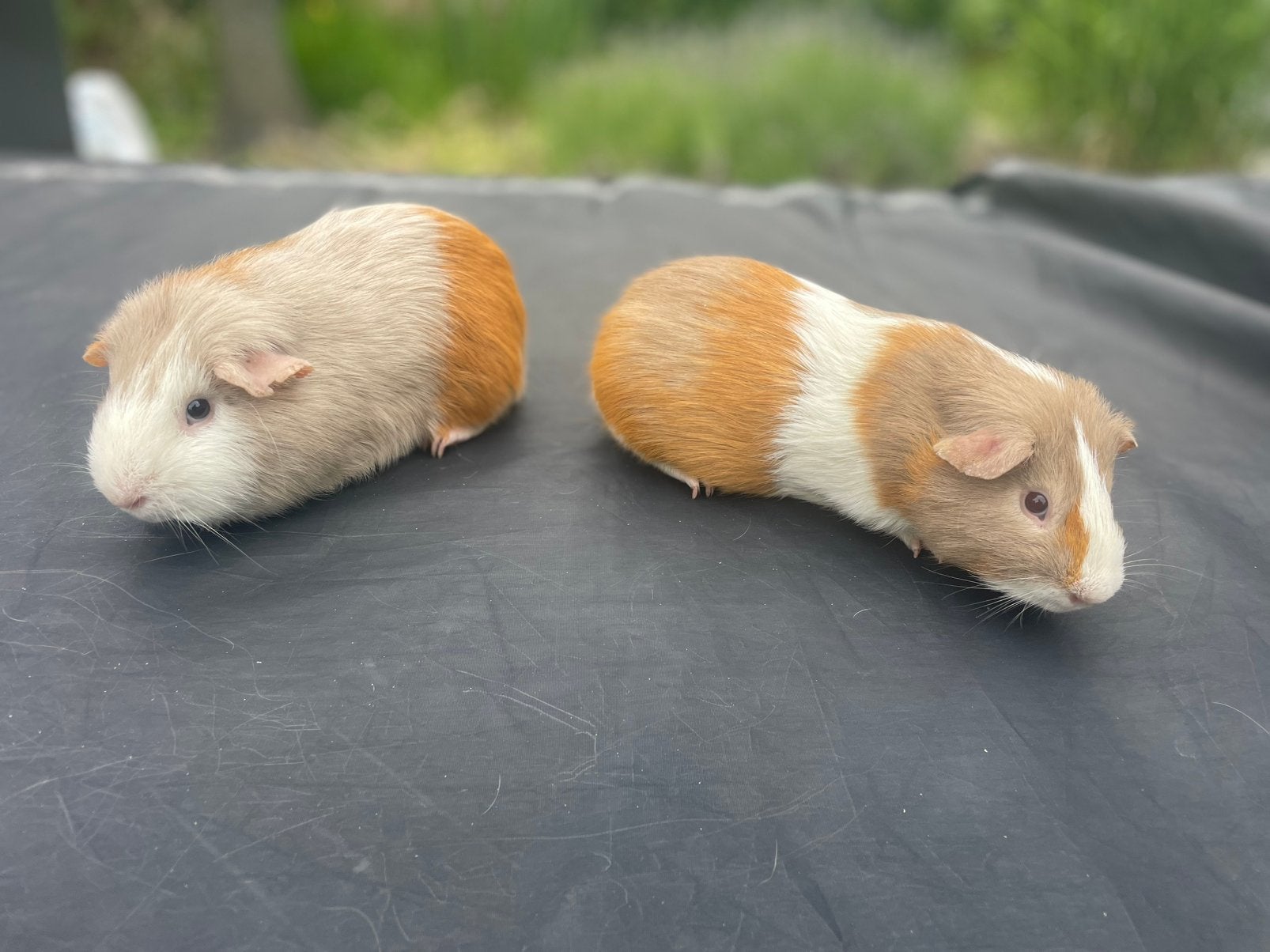 Cavia’s, Animaux & Accessoires, Rongeurs, Octobre, Mâle, Domestique, Cobaye
