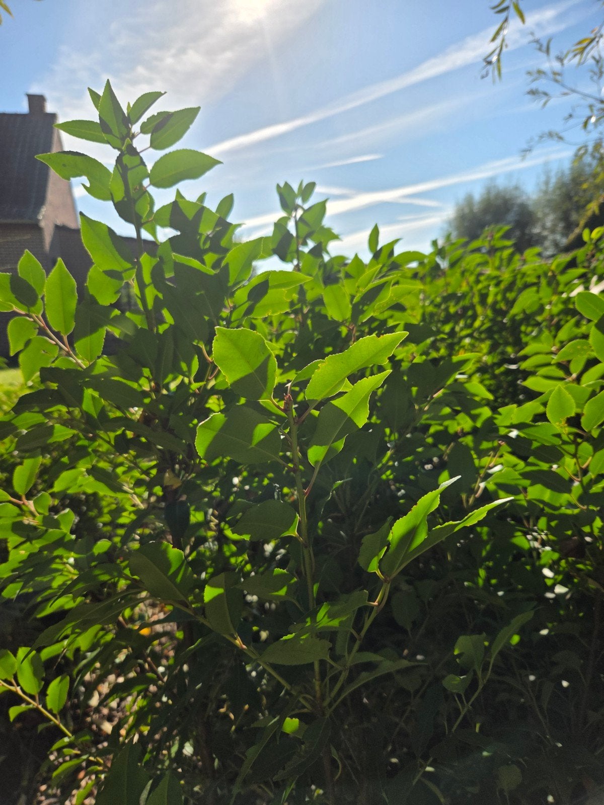 VENTE TOTALE DE LAURIER PORTUGAIS — À PARTIR DE 1€, Jardin & Terrasse, Enlèvement, Haie de hêtre, Haie