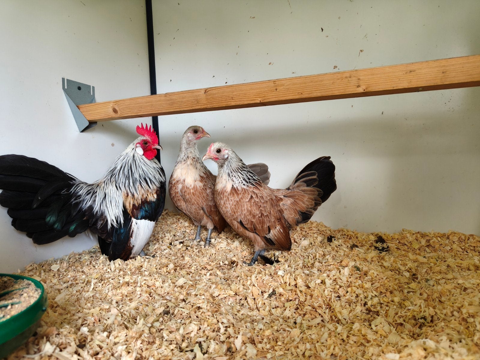 Mooi trio zeldzame zalmkleurige Hollandse krielen., Dieren en Toebehoren, Pluimvee, Meerdere dieren, Kip