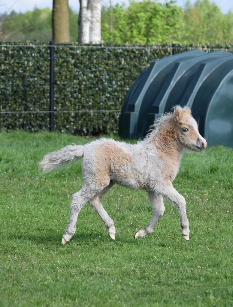 AMHA / NMPRS minipaardjes, Dieren en Toebehoren, Hengst, Met stamboom, 0 tot 2 jaar