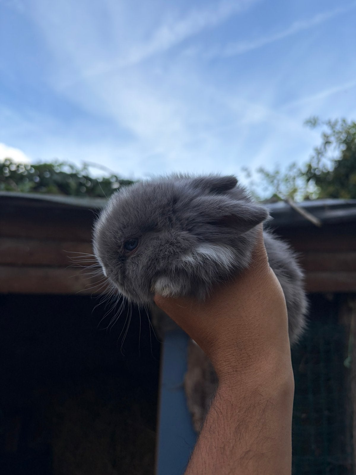Minilop x NHD, Dieren en Toebehoren, Augustus, Meerdere dieren