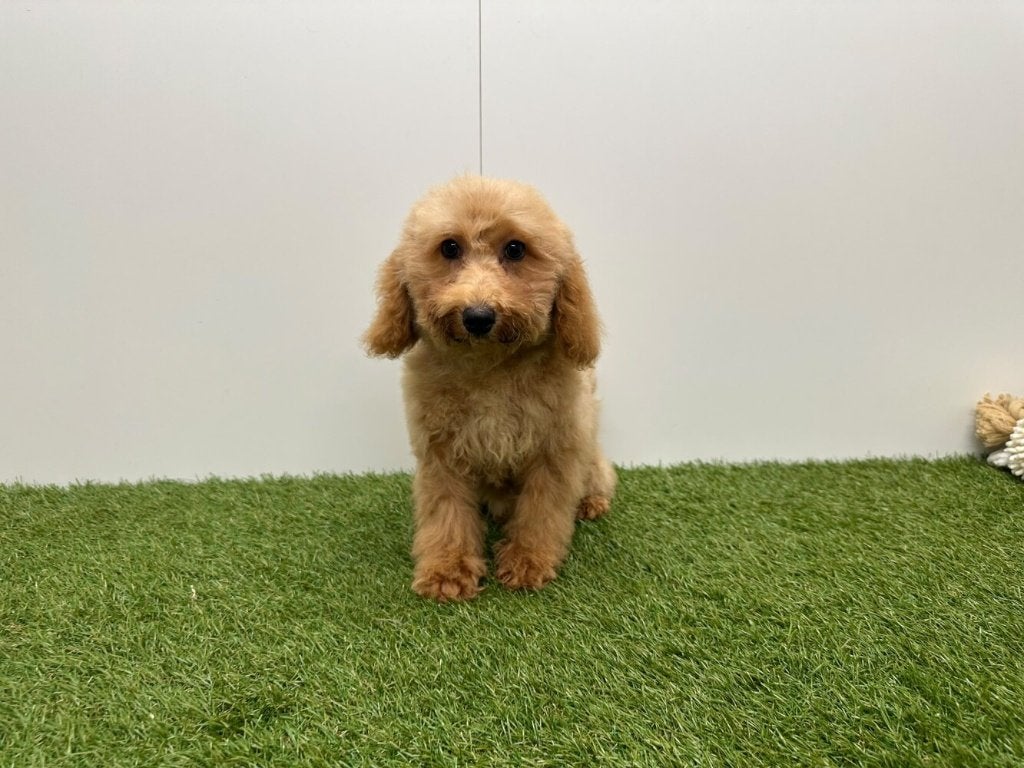Caniche croisé, 15 semaines à 1 an, Maladie de Carré (chiens), Autres races, Éleveur | Professionnel