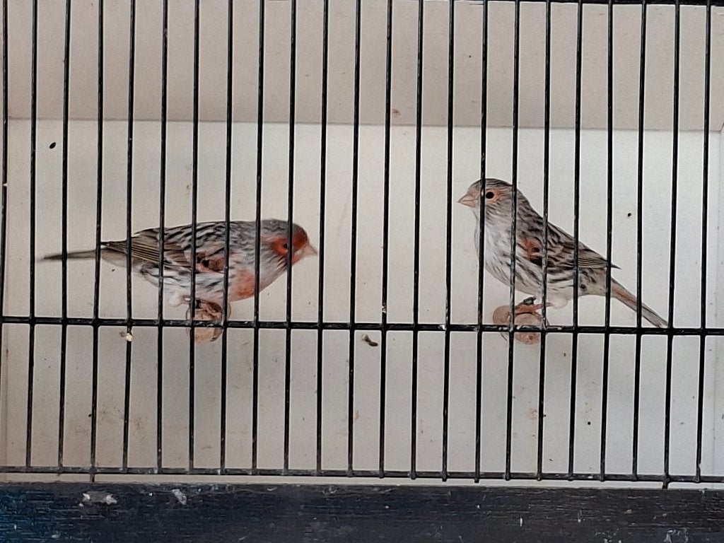 Canaris à vendre, Animaux & Accessoires, Plusieurs animaux, Canari de couleur