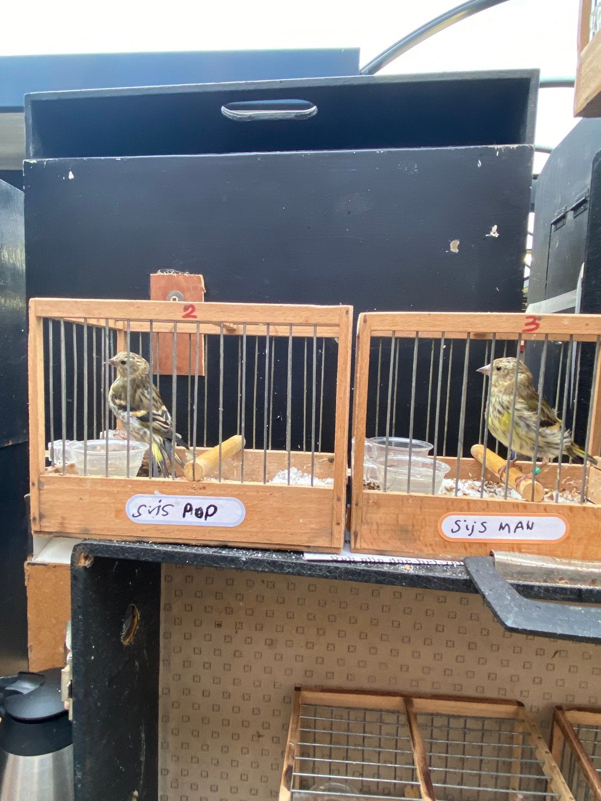 Mutaties Sijzen 3 mannen 1 pop, Meerdere dieren, Wildzangvogel, Geringd