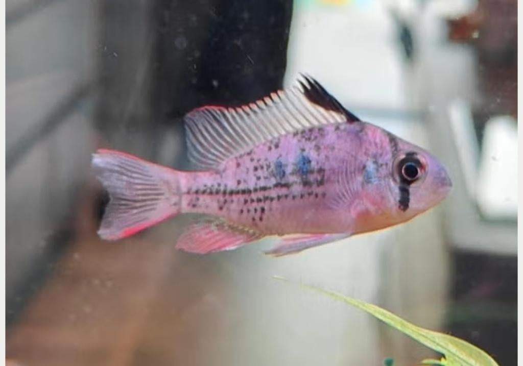 Boliviaanse antennebaars, Vis, Zoutwatervis