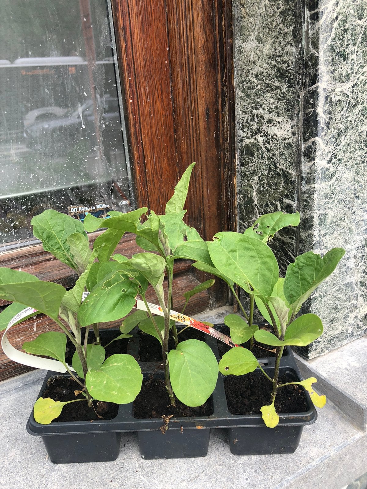 6 aubergines 5 euro, Tuin en Terras, Planten | Tuinplanten, Ophalen