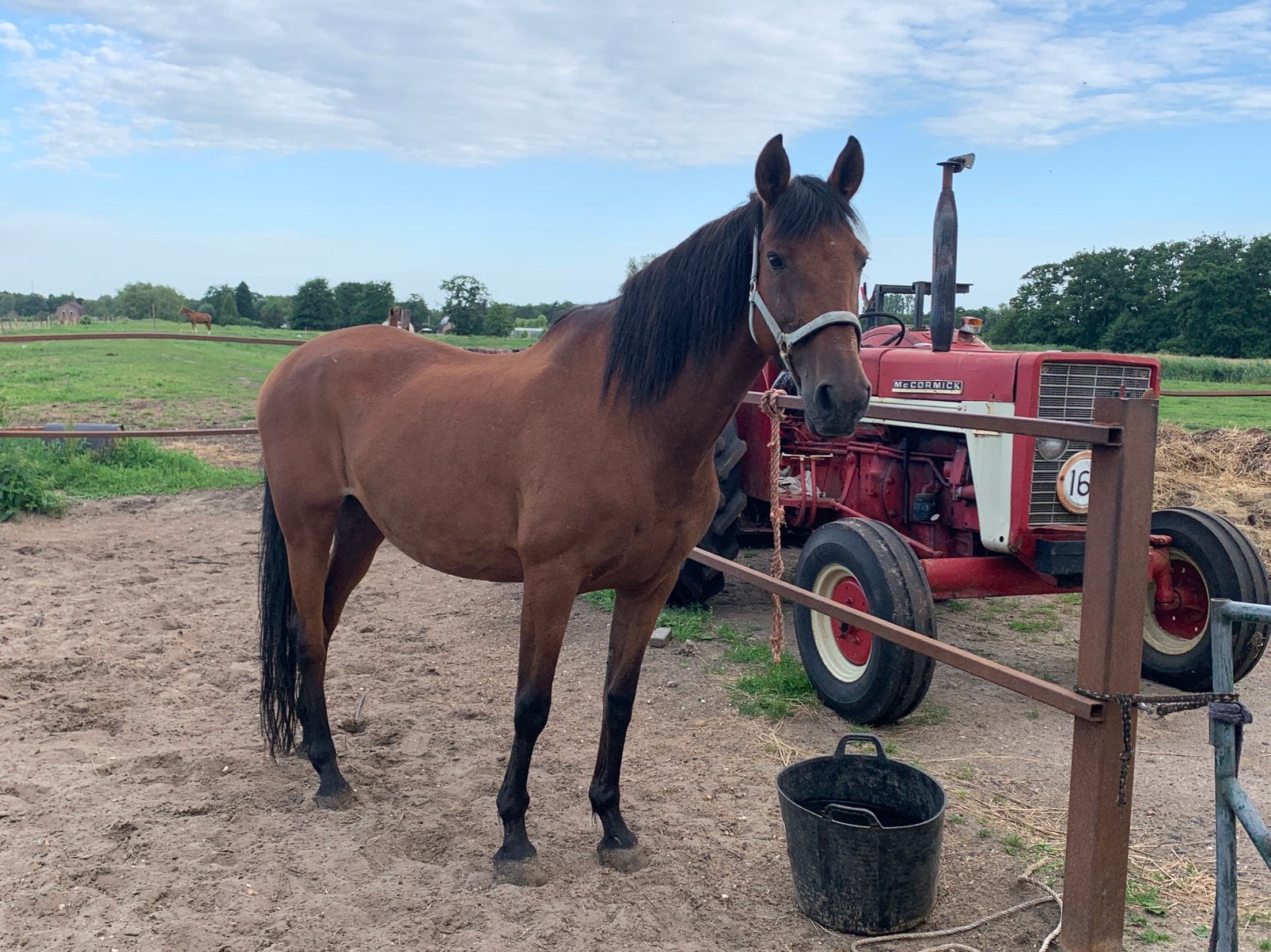 Super brave knappe goedzak!, Dieren en Toebehoren, Paarden, B, 160 tot 165 cm, 11 jaar of ouder, Recreatiepaard