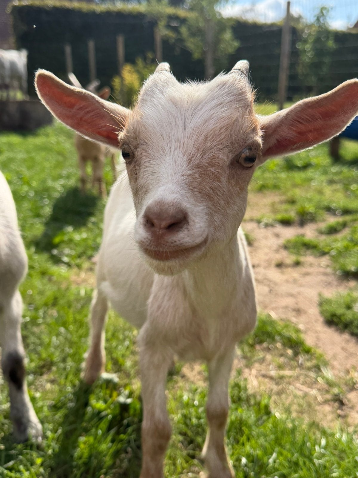 5 dwerggeitjes, Plusieurs animaux, Chèvre, 0 à 2 ans
