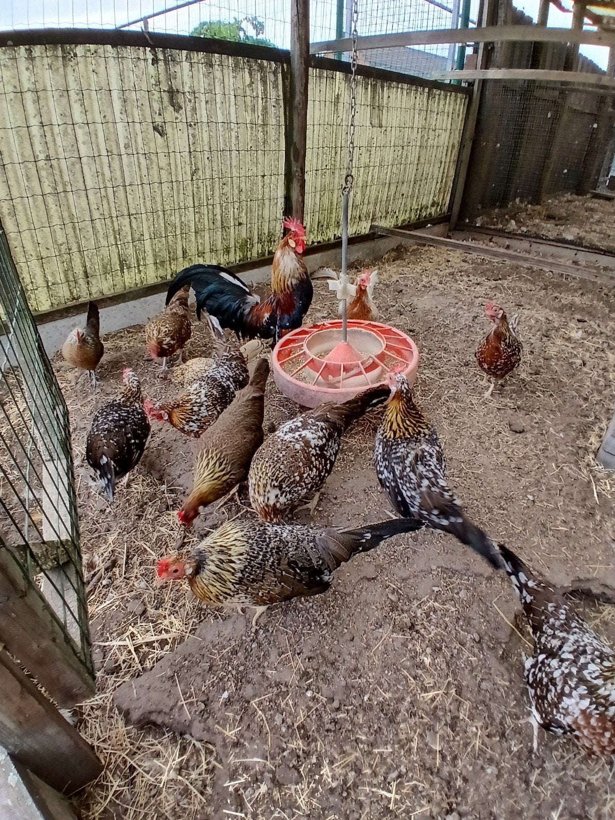 Verse broedeieren van Engelse krielen + hennen + kuikens, Femelle, Poule ou poulet