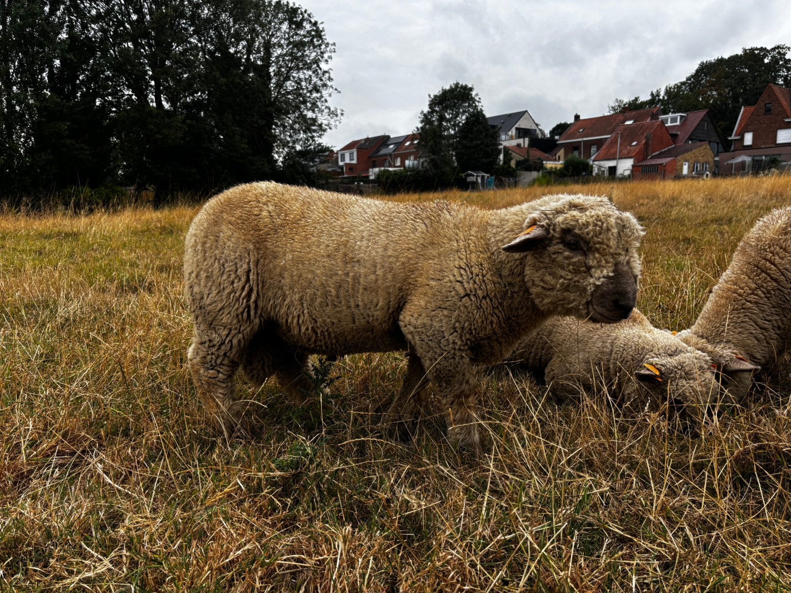 Mouton babydoll, Animaux & Accessoires, Moutons, Chèvres & Cochons, Mouton