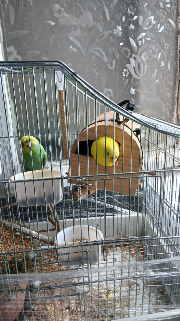 Perruches, Animaux & Accessoires, Mâle