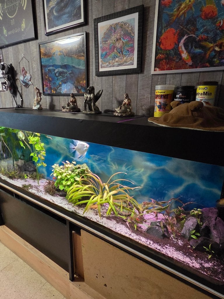 2 meter aquarium, Ophalen, Inclusief controller, Gebruikt, Leeg aquarium