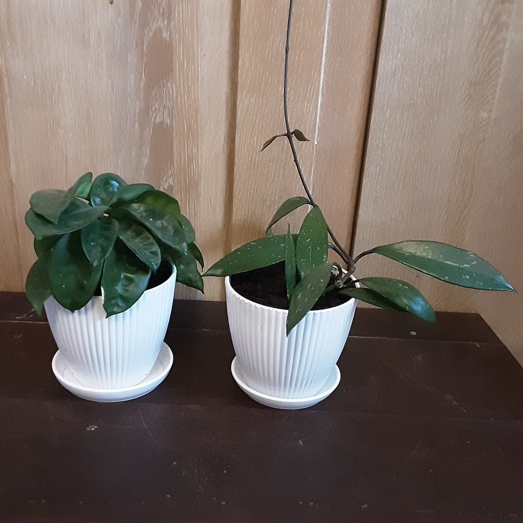 2 soorten Hoya, Prijs voor allebei + GRATIS wandplanken IKEA, Ophalen of Verzenden, In pot