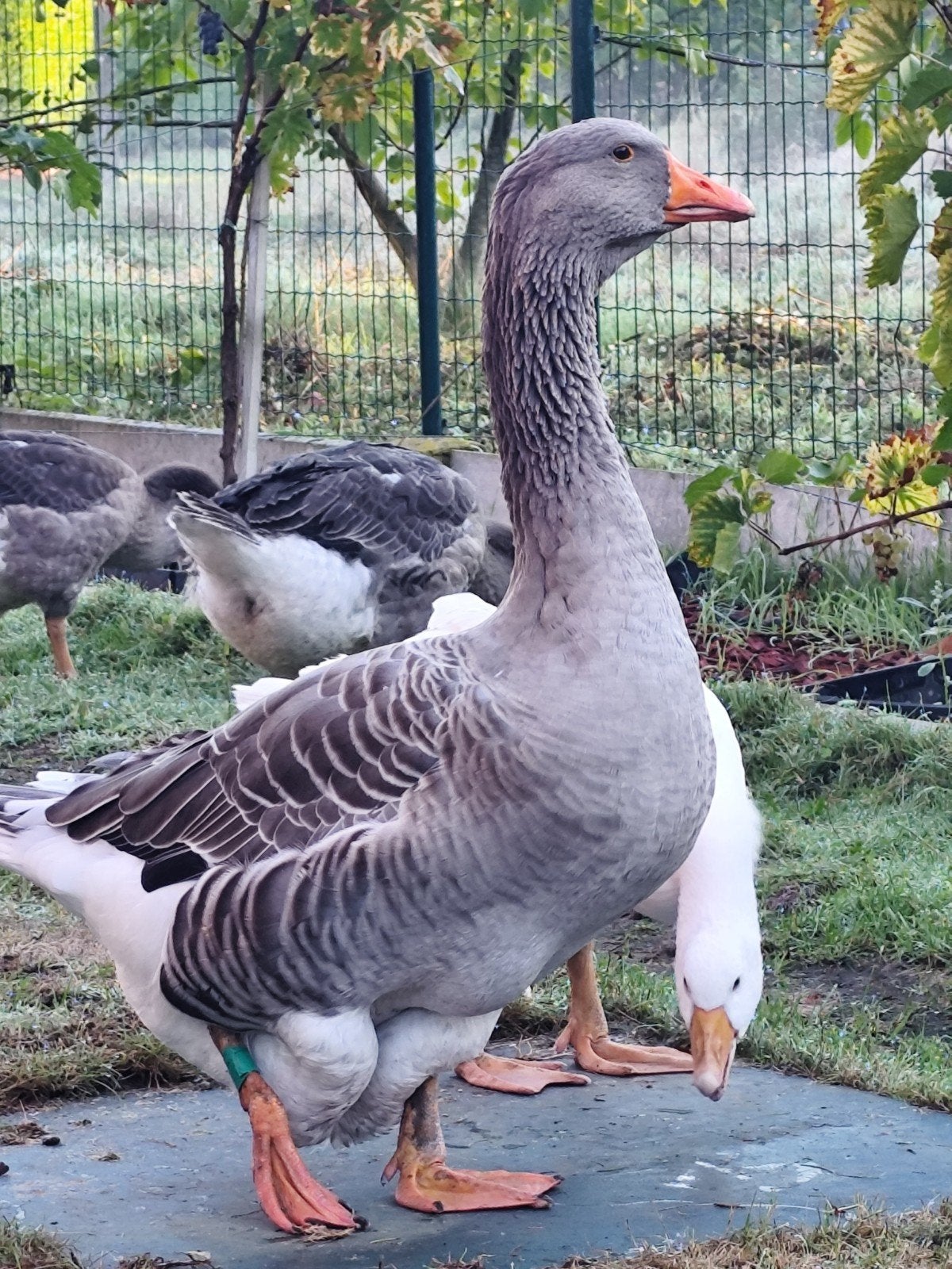 Te koop: jonge Toulouse gans (mannetje), Dieren en Toebehoren