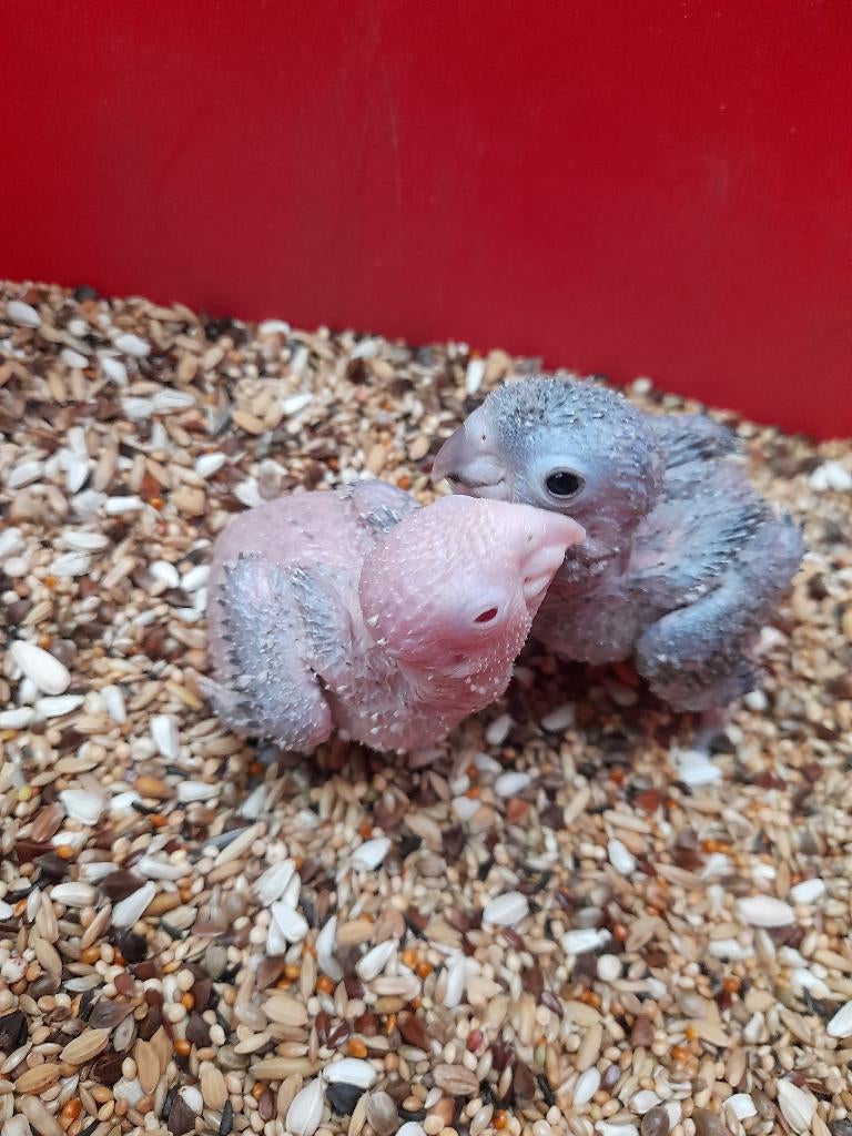 Pyrrhura 2 frontalis fallow en 2 split fallow + 2 molineas, Dieren en Toebehoren, Vogels | Parkieten en Papegaaien, Geringd
