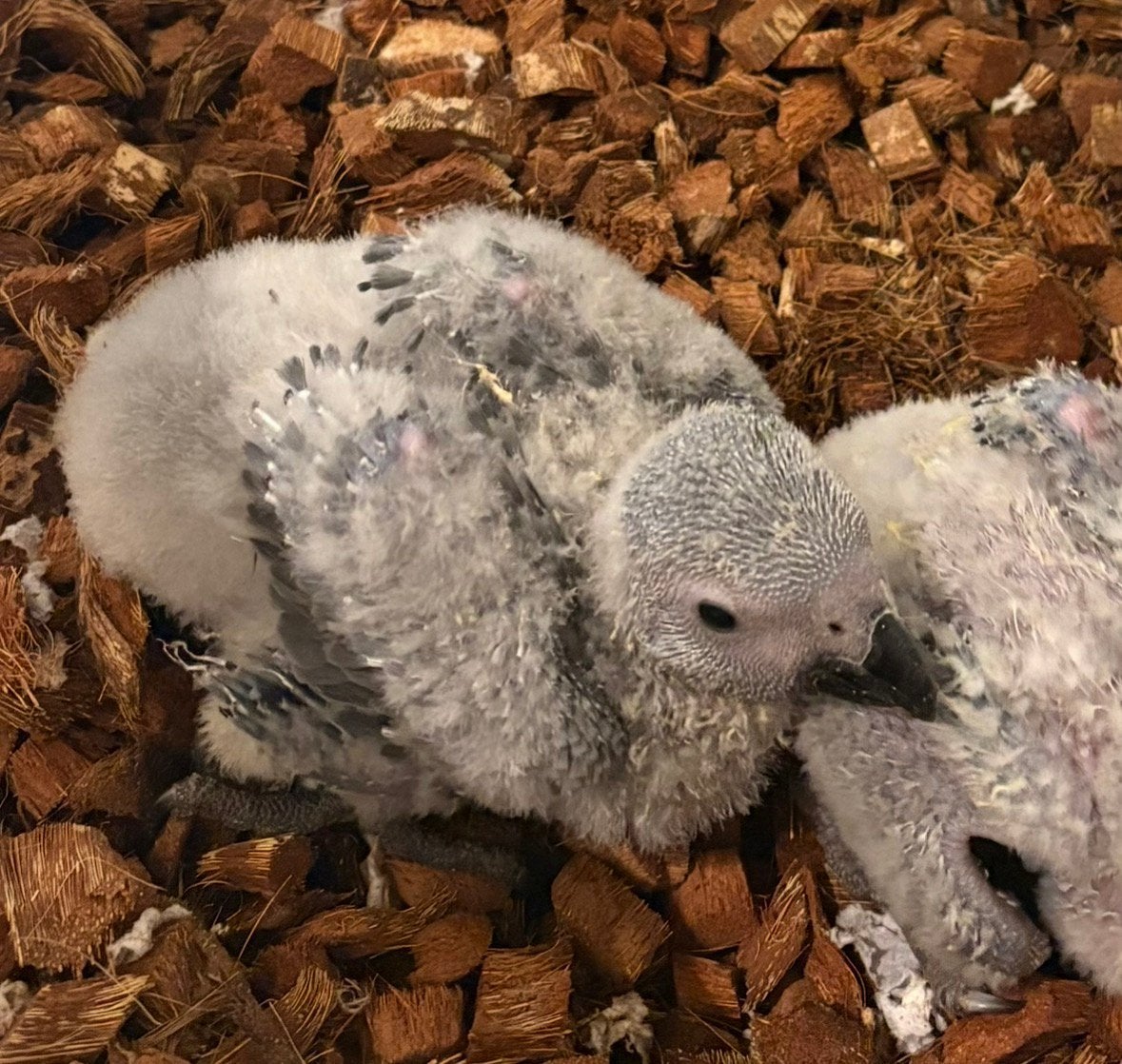 Bebe grisdugabon eam, Dieren en Toebehoren, Meerdere dieren, Tropenvogel, Tam