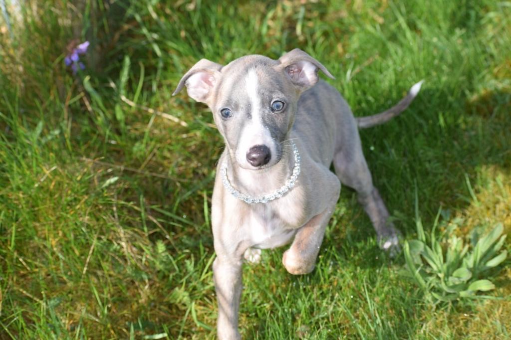 Whippet pups ouders aanwezig, Dieren en Toebehoren, België, Whippet, 8 tot 15 weken, Meerdere