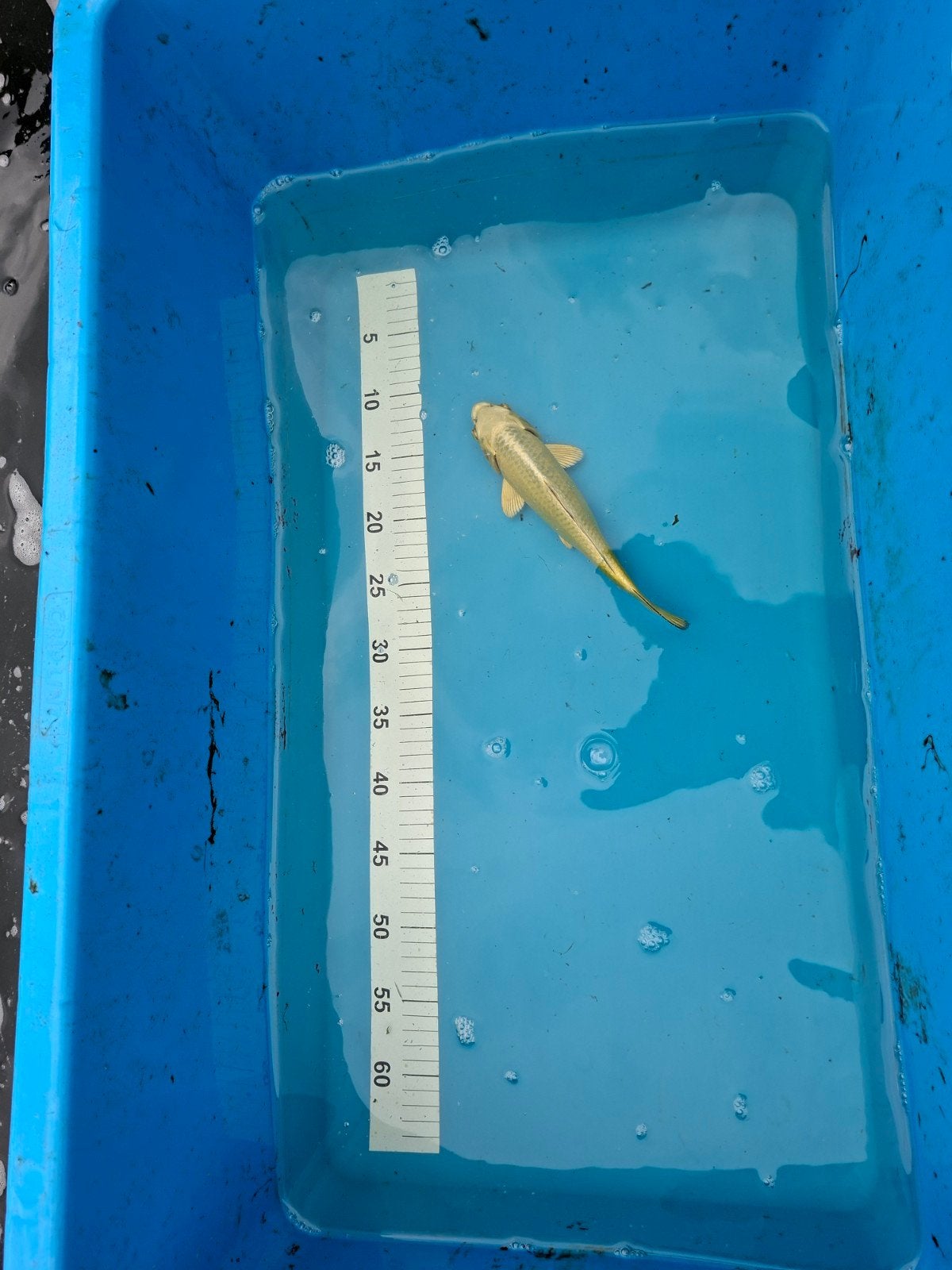 3 Japanse koi s, Karper of Koi
