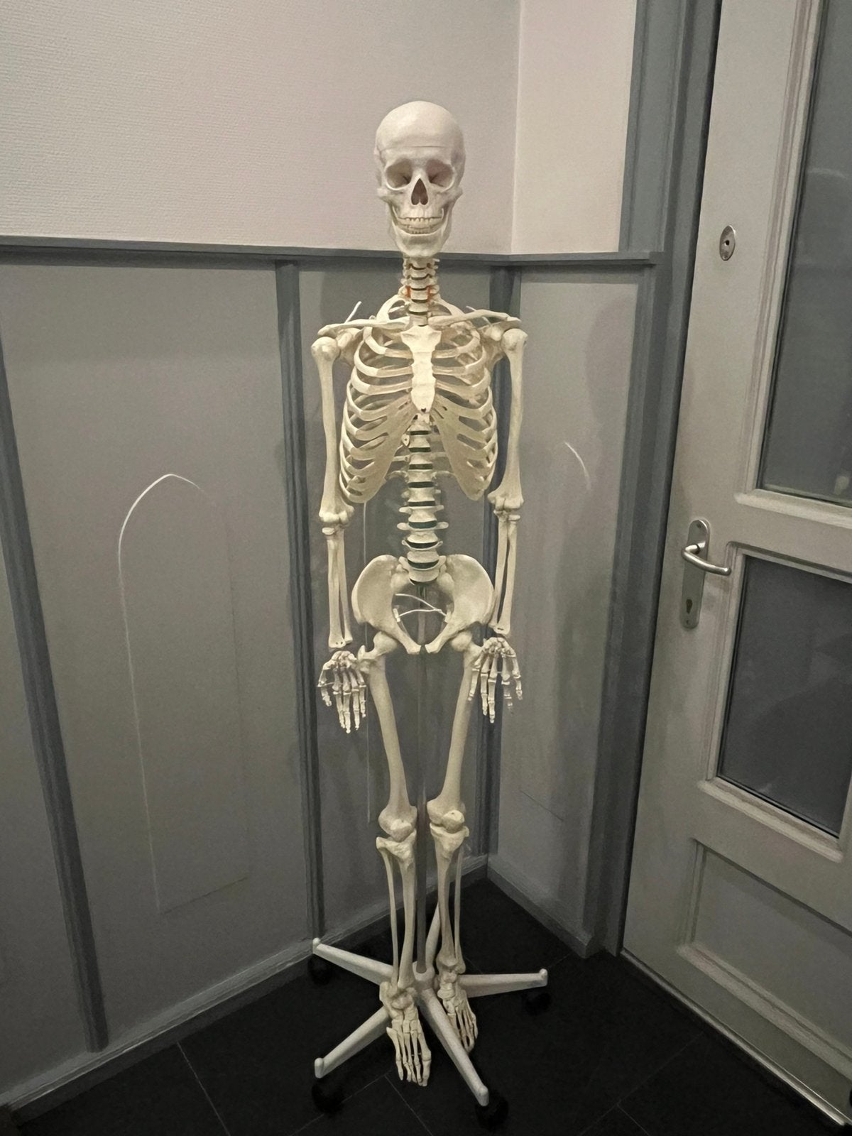 Anatomisch Skelet Oscar, Diversen, Ophalen, Nieuw