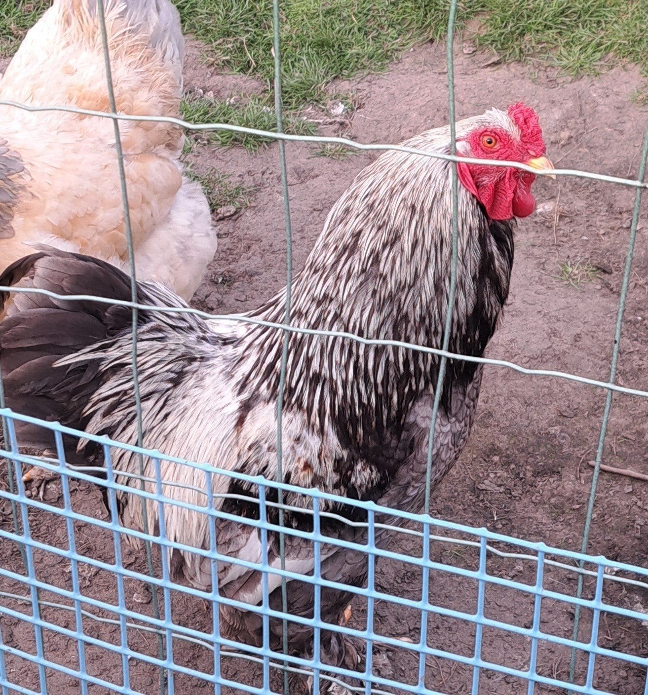 brahma groenhpender haan., Dieren en Toebehoren