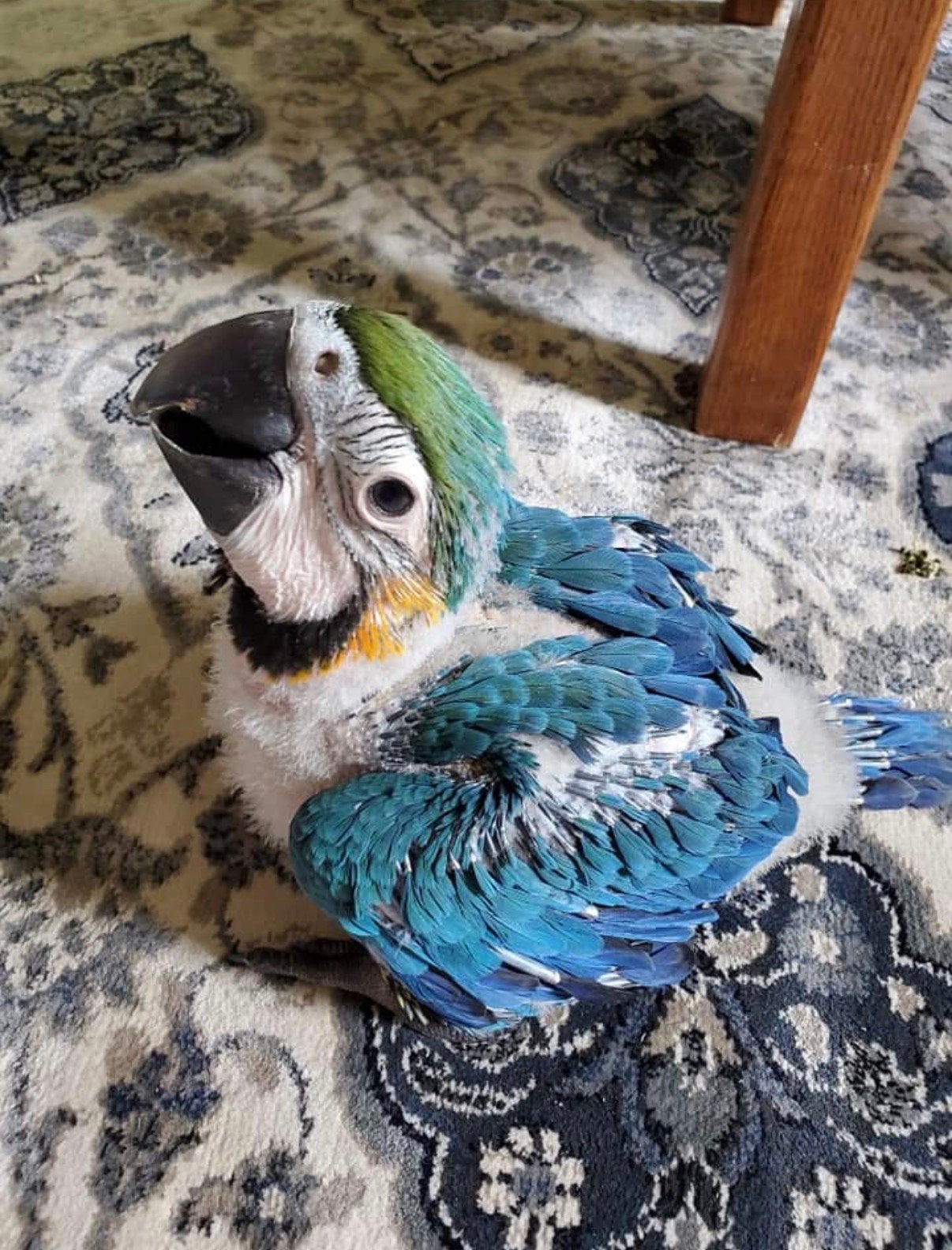 Bébé ara bleu et jaune - Super Team, Animaux & Accessoires, Oiseaux | Perruches & Perroquets, Mâle, Perroquet, Domestique