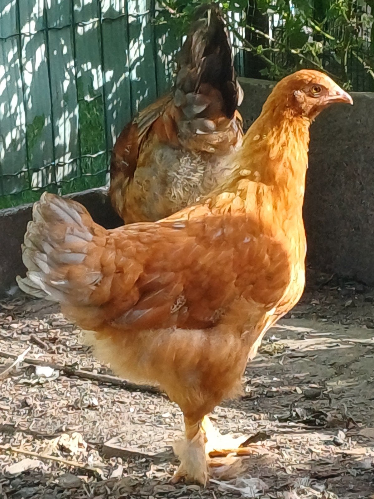 Jonge hen, Dieren en Toebehoren, Pluimvee, Vrouwelijk, Kip