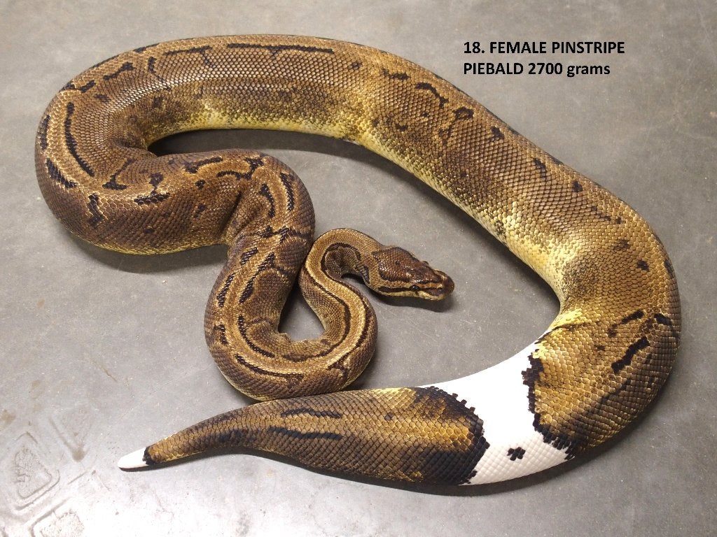 Koningspython halfwas en volwassen kweekdieren deel 1 Ball Python photo 18