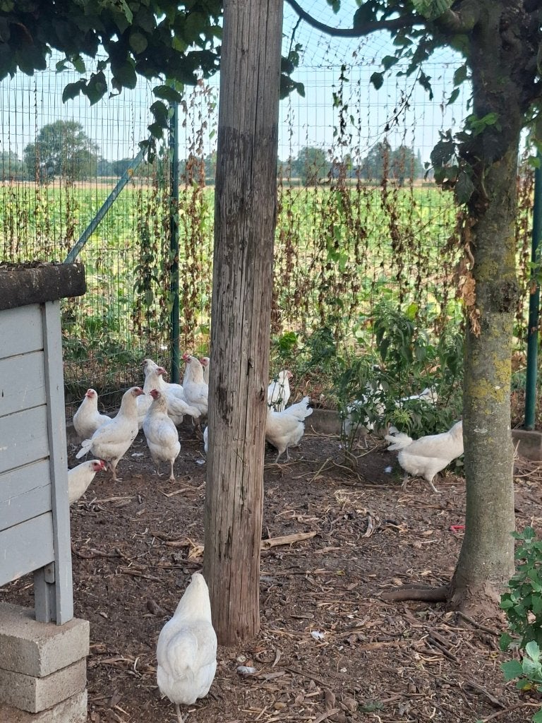 Araucana, Dieren en Toebehoren, Pluimvee, Meerdere dieren, Kip