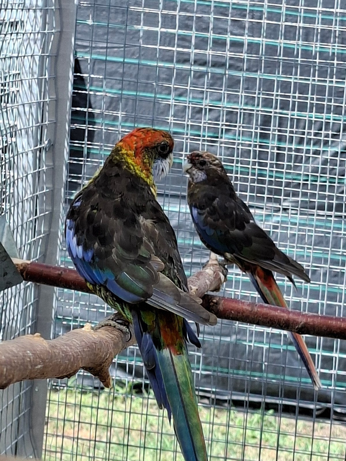 Koppel rosella