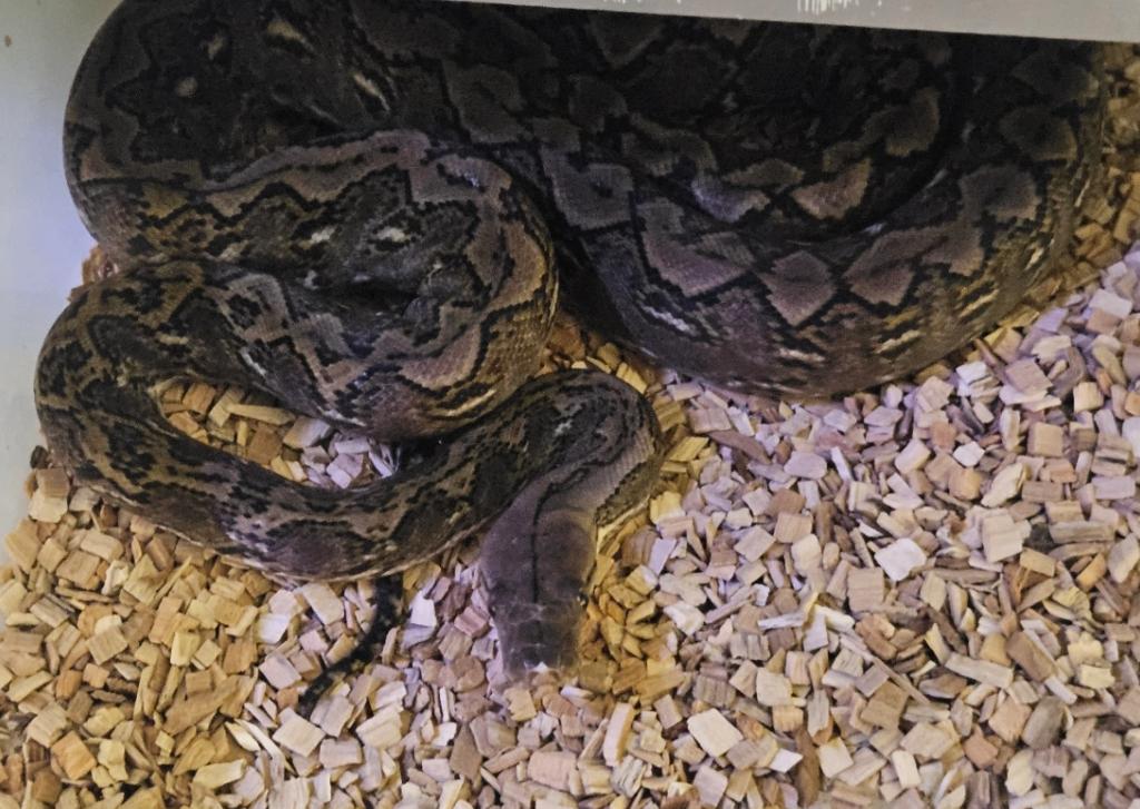 couples 1.1 python reticulatus pur KAROMPA, Animaux & Accessoires, Serpent, 3 à 6 ans
