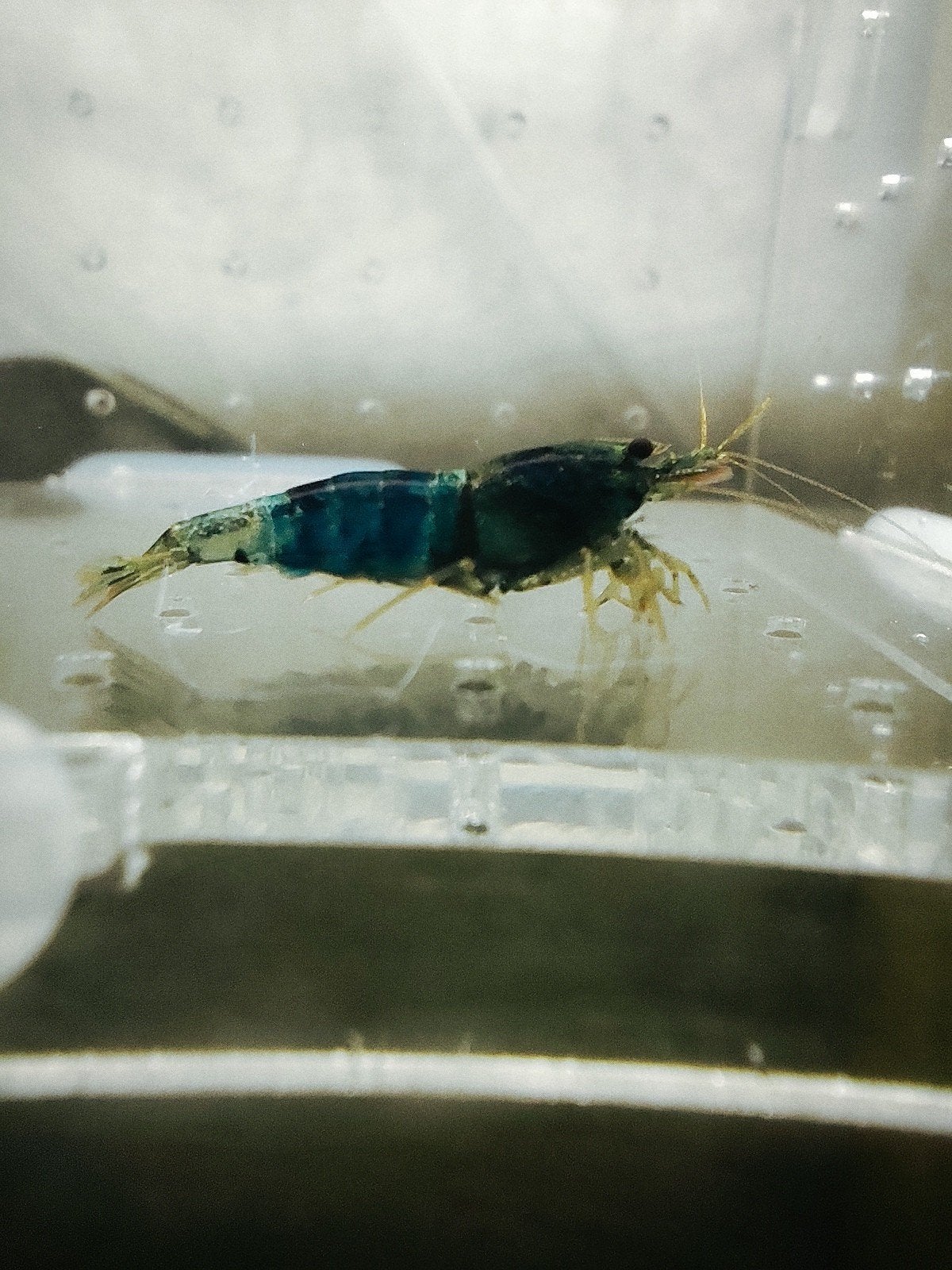 crevettes caridina crazy blue, Enlèvement ou Envoi