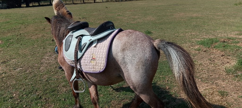 Poulain 2 ans croise shetland x iris cob, Animaux & Accessoires, Vermifugé, Moins de 160 cm, 0 à 2 ans, Ne s'applique pas