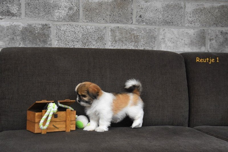 Prachtige Boomer pupjes, Petit, Maladie de Carré (chiens), Plusieurs, Belgique