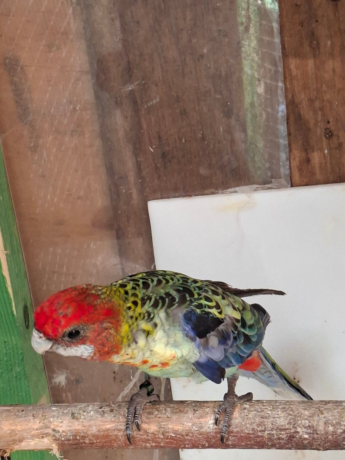 rosella man