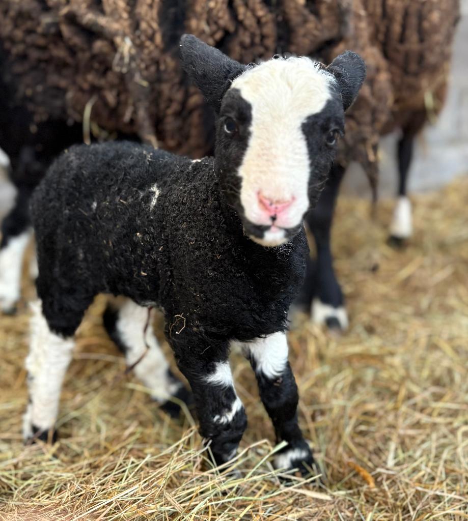 2 ramlammeren, Mannelijk, Schaap, 0 tot 2 jaar