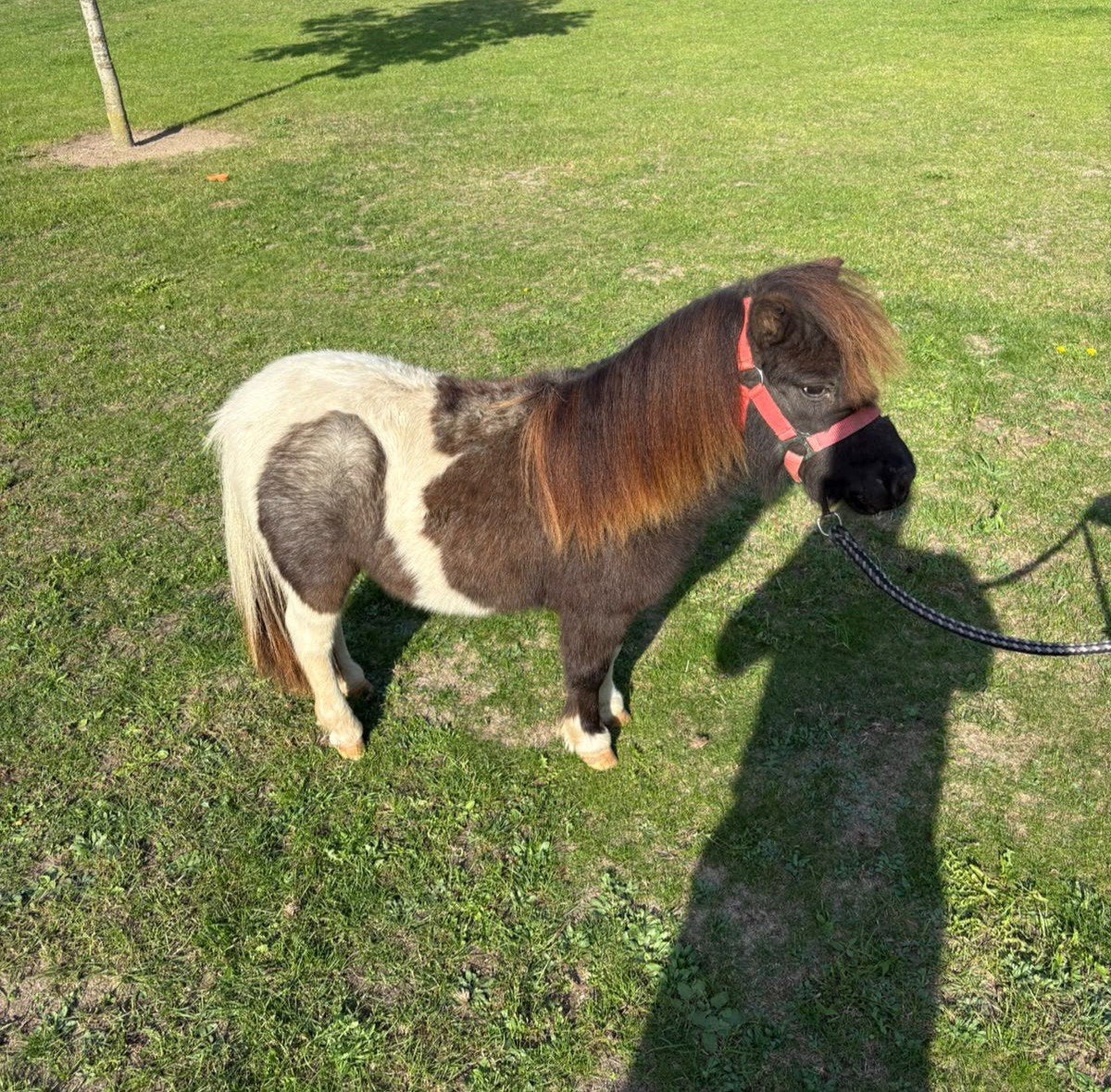 JUMENTS HÉTÉROCLITES., Animaux & Accessoires