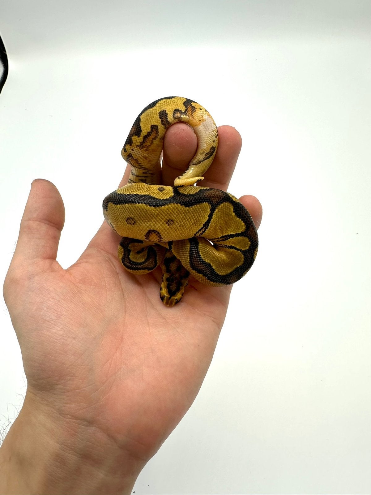 Diverse Python regius - koningspythons Ball Python photo 3