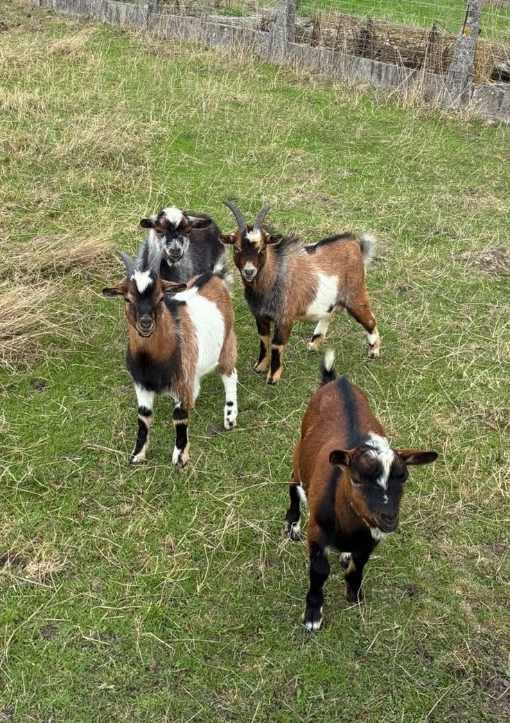 Dwerggeitjes bokjes, Dieren en Toebehoren, Mannelijk, Geit, 0 tot 2 jaar