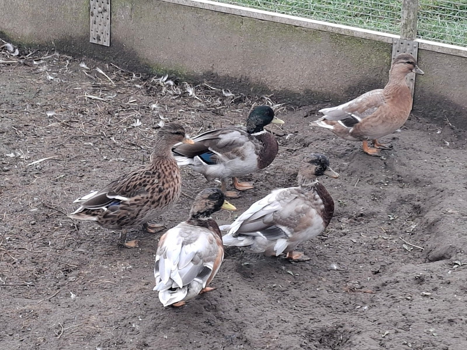 Hollandse kwakers, Dieren en Toebehoren, Meerdere dieren, Eend
